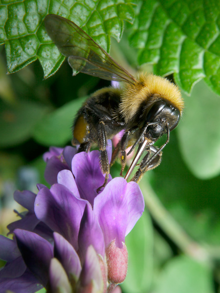 マルハナバチの顔
