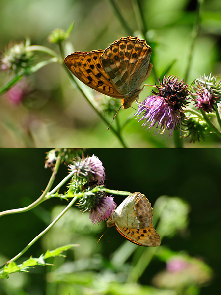 ミドリヒョウモンとオオウラギンスジヒョウモン