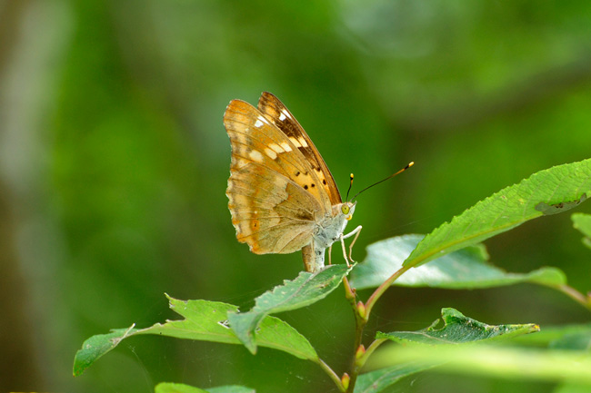 コムラサキの産卵