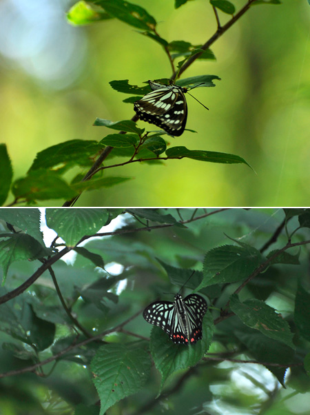 ゴマダラチョウとアカボシゴマダラ 
