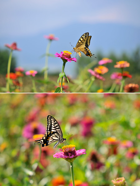 ナミアゲハとキアゲハ(翅を閉じているところ）
