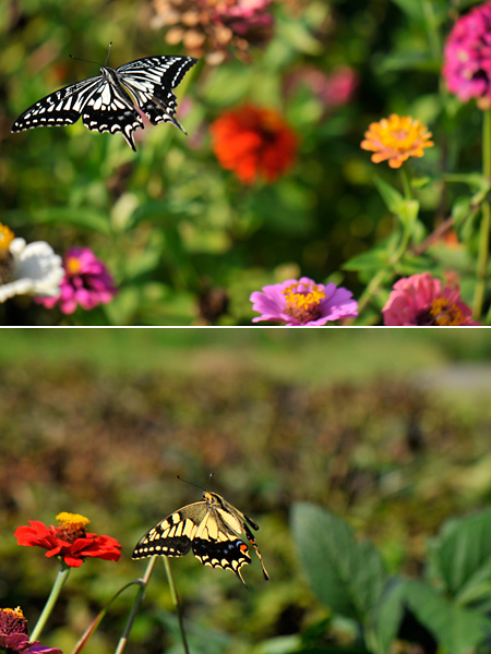 ミナアゲハとキアゲハ(飛んでいるところ）