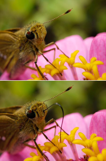 イチモンジセセリの顔