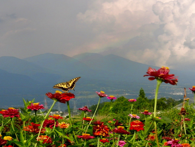 虹とキアゲハ