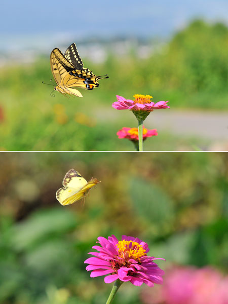 マクロレンズで飛ぶチョウを撮る