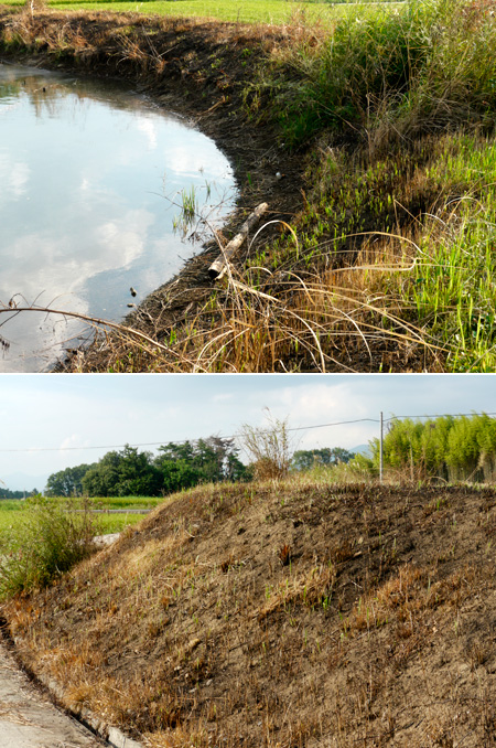 オオルリシジミの住む池
