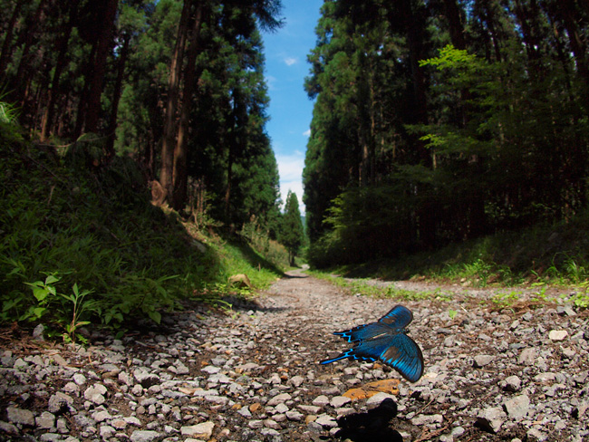 魚眼レンズで飛ぶチョウを撮る