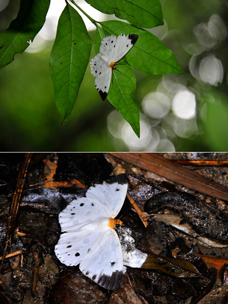 モンシロモドキセセリ（Capila pieridoides）