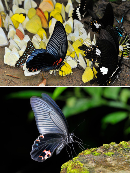 クロアゲハとナガサキアゲハ