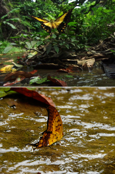 カギバアゲハ（Meandrusa payeni ）