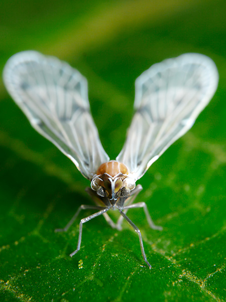 ハネナガウンカの仲間