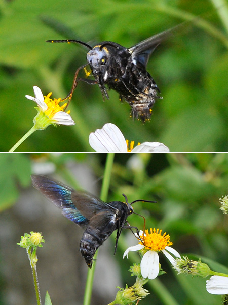 驚くべき擬態(ハチそっくりなホウジャク）