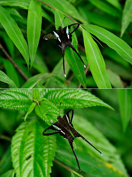 スソビキアゲハ2種