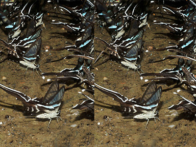 アオスソビキアゲハの立体写真