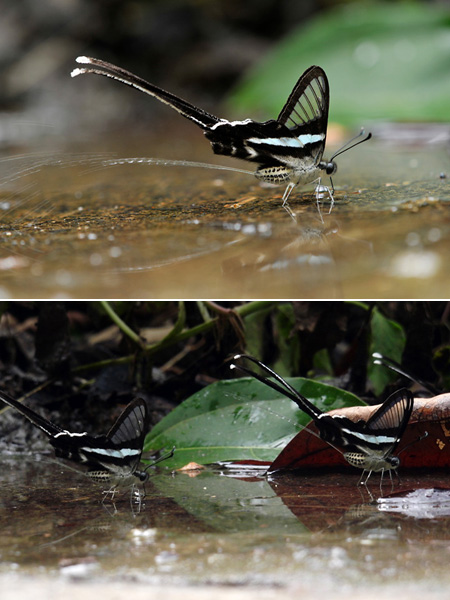 アオスソビキアゲハのおしっこ