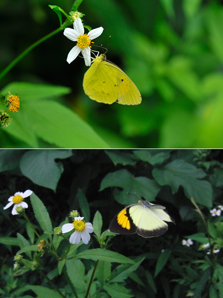 メスジロキチョウ（Ixias pyrene）