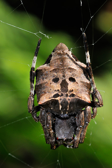 人の顔みたいな模様を持つオニグモ
