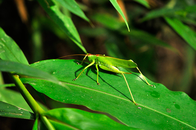 ヤブキリの仲間