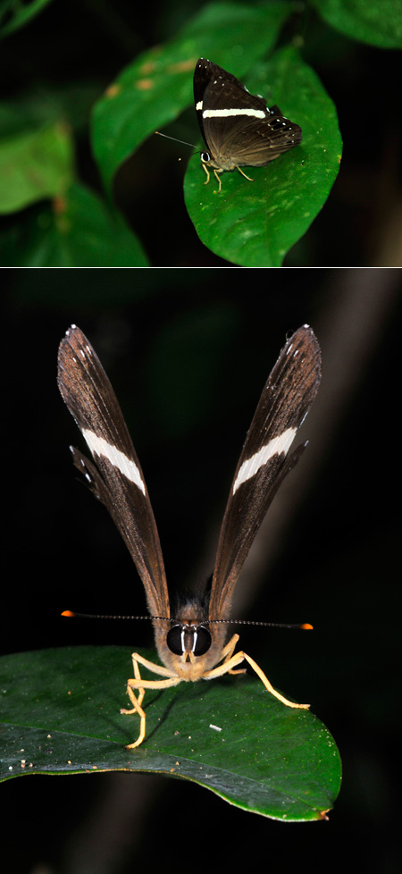 シロスジシジミタテハ（Abisara　fylla）