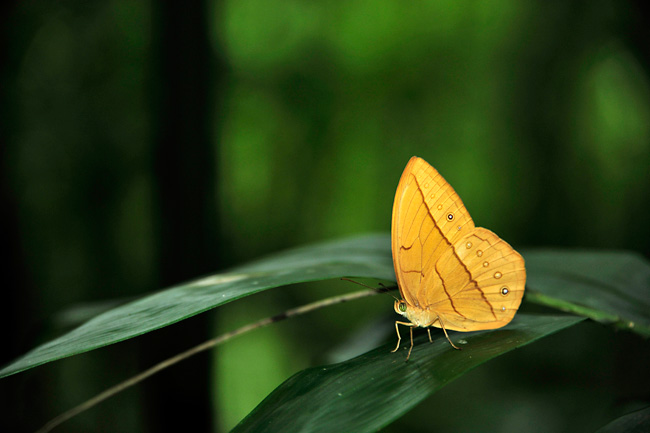 ウスイロトガリワモン（Aemona ）