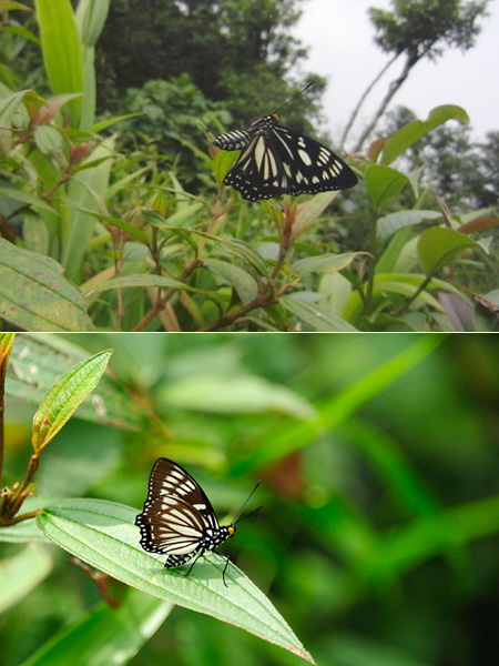 エグリゴマダラ (Euripus nyctelius)