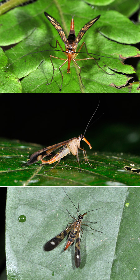 シリアゲムシの仲間