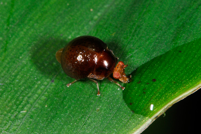 ハムシに似たハエ