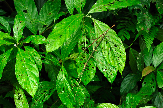 ナナフシのオスとメス