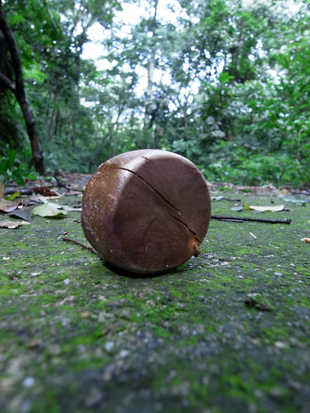 不思議な木の実