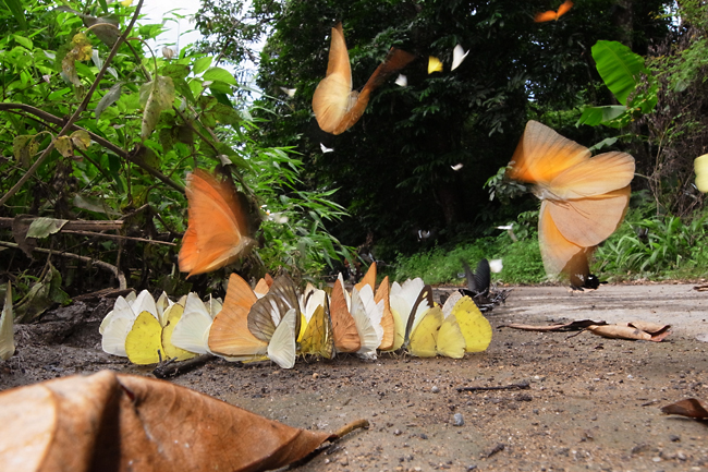 ベニシロチョウのオス