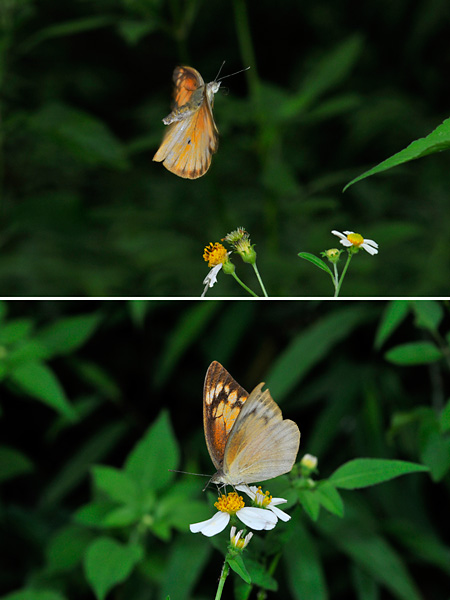 ベニシロチョウのメス