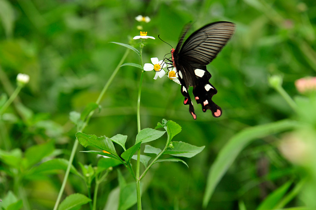ダサラダベニモンアゲハ（Byasa dasarada）