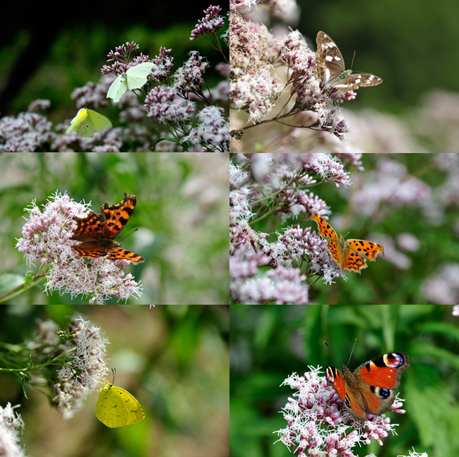フジバカマに来たチョウ