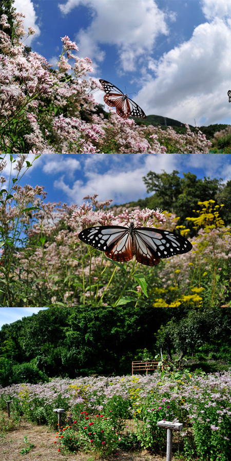 アサギマダラの来る花壇
