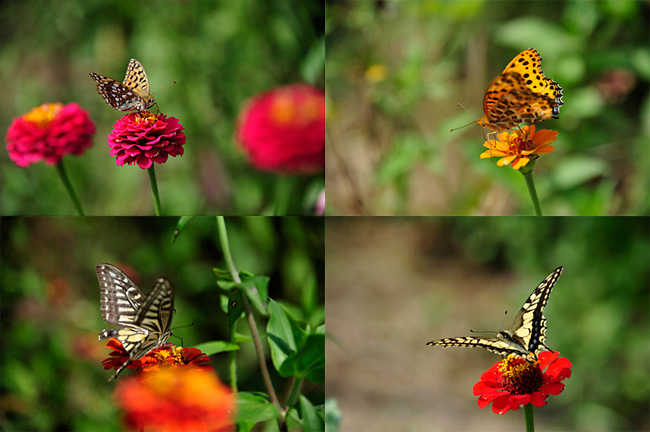 ヒャクニチソウに来たチョウ