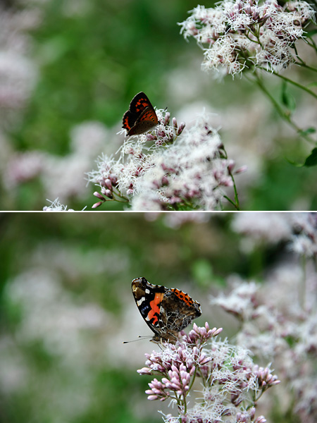 AF-S NIKKOR 28-300mm