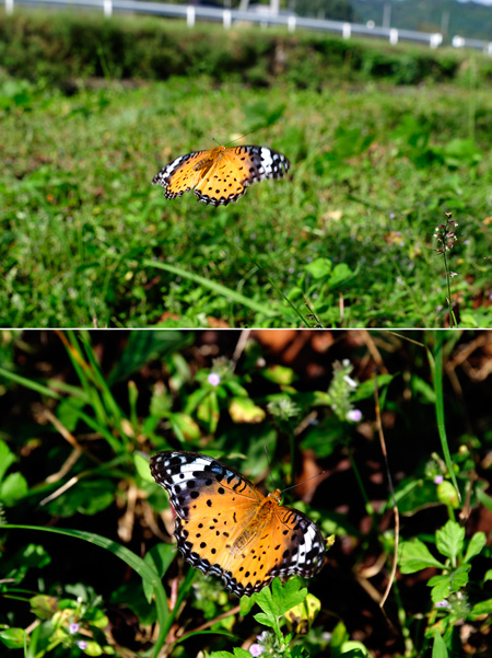 ツマグロヒョウモンのメス