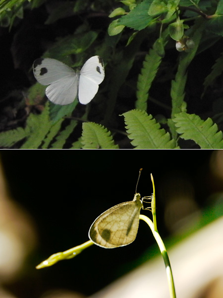 クロテンシロチョウ