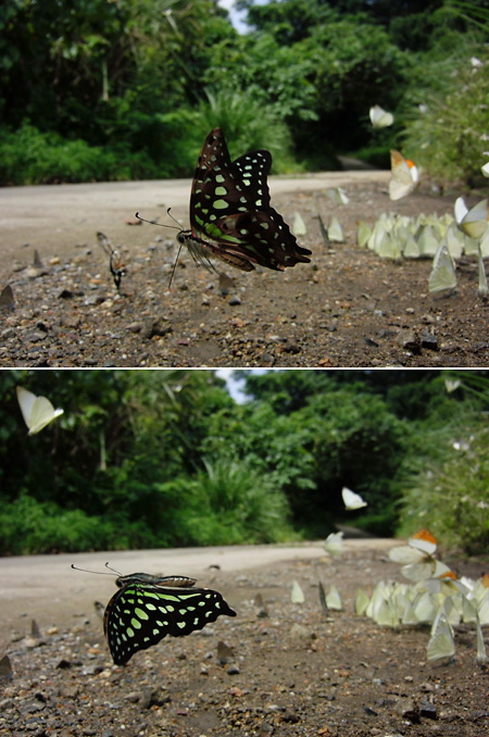 コモンタイマイ（Grapphium agamemnon）