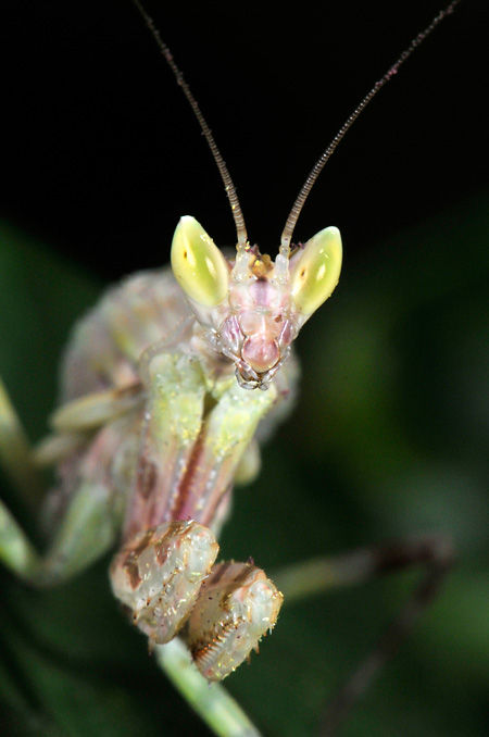 メダマヒョウモンカマキリの幼虫
