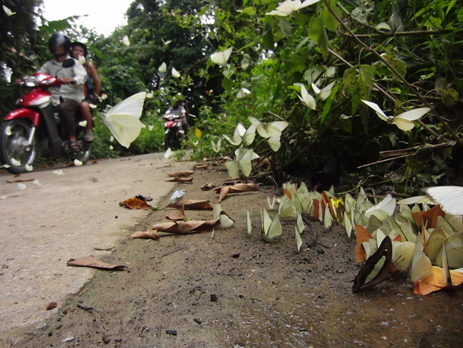 舞い上がるチョウ
