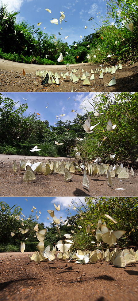 夢のような光景