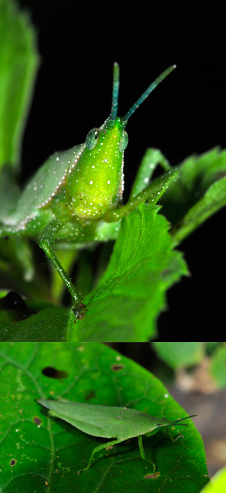 オンブバッタそっくりのバッタ