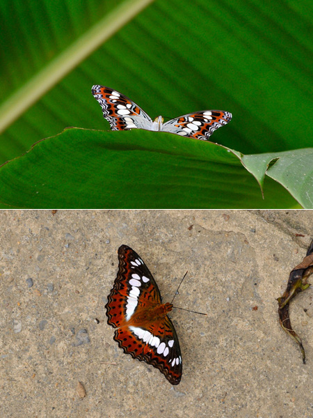 チャイロイチモンジ（Moduza procris）