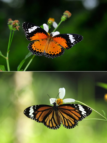 ハレギチョウとスジグロカバマダラ