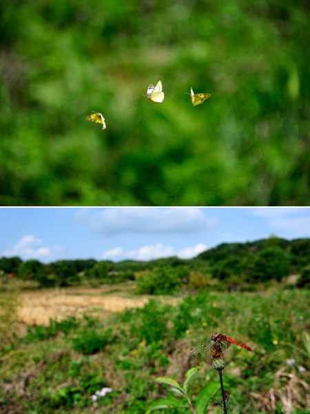 モンキチョウとアカトンボ