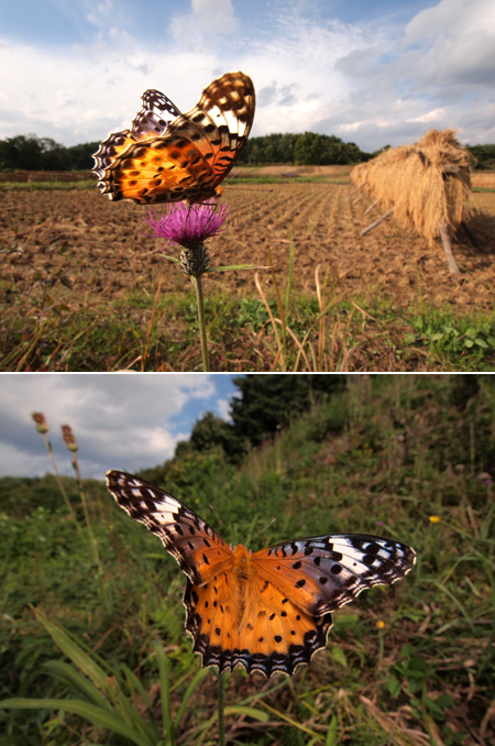ツマグロヒョウモンのメス