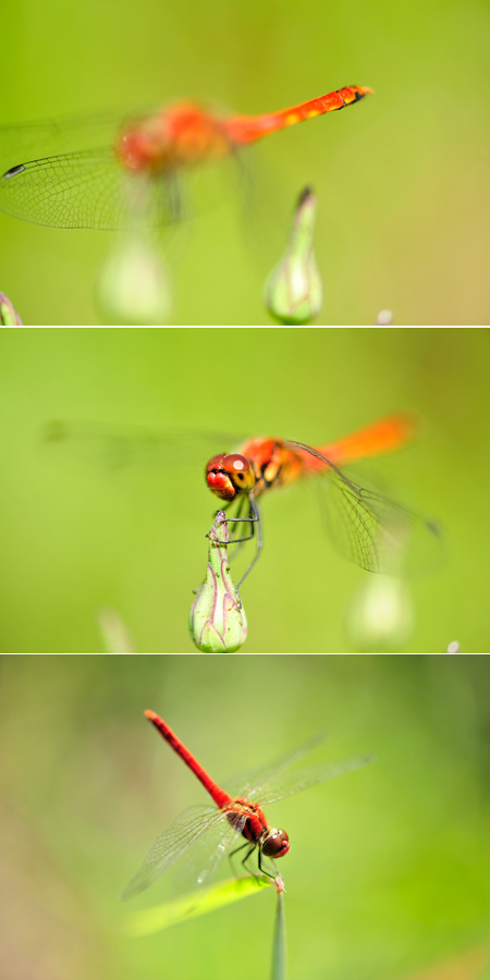 マクロレンズはピントが浅い