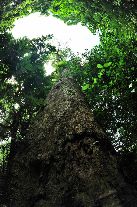 クックフーン国立公園の巨木