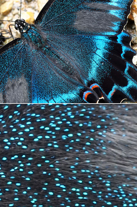 ミヤマカラスアゲハ（E-5）